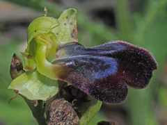 Ophrys fusca iricolor