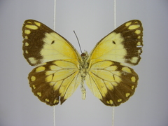 Belenois creona severina