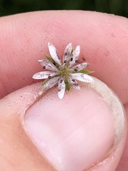 Microbotryum stellariae