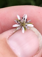 Microbotryum stellariae