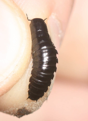 iNaturalist observation photo of Burying and Carrion Beetles