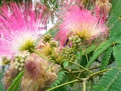 Albizia julibrissin