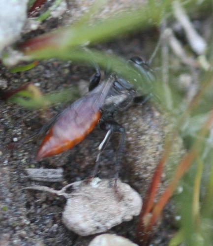 iNaturalist observation photo of Larrini