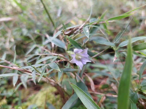 Tripterospermum lanceolatum, photograph 6