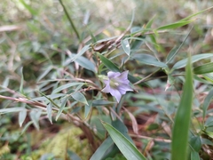 Tripterospermum lanceolatum, photograph (c) Jason, some rights reserved (CC BY)