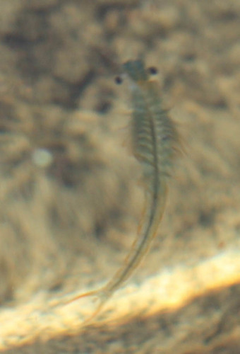 Streptocephalus coloradensis