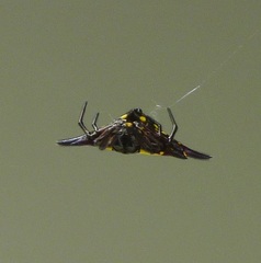 Gasteracantha taeniata