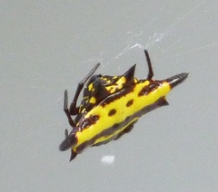 Gasteracantha taeniata