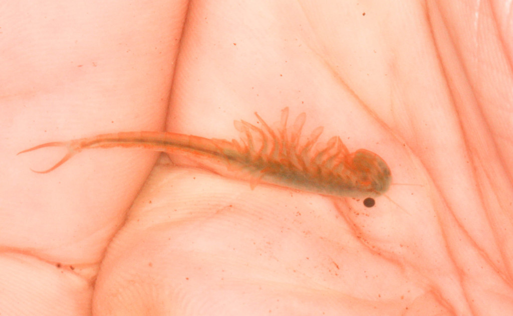 spiny-tail fairy shrimp