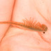 Streptocephalus sealii - Photo no hay derechos reservados, subido por Scott Loarie