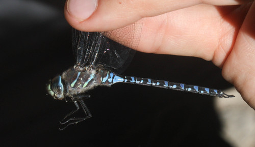 iNaturalist observation photo of Variable Darner