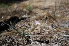 Calochortus invenustus