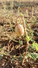 Cochlospermum wrightii
