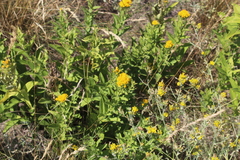 Pentanema germanicum