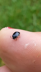 Sehirus cinctus cinctus