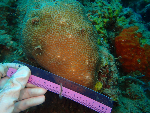 Cyphastrea serailia observed 2024-09-21