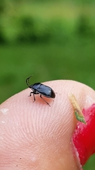 Sehirus cinctus cinctus