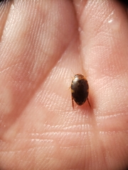 Laccophilus maculosus