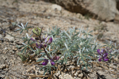 Lupinus elatus