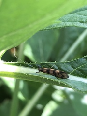 Mystacides longicornis