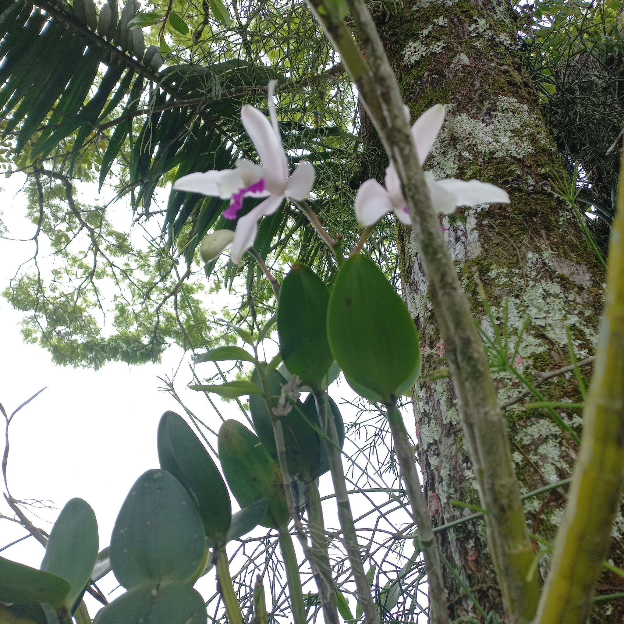 Imagem de Orquídea