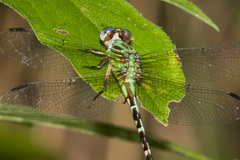 Erpetogomphus eutainia