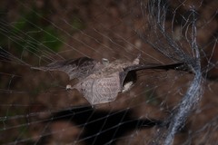 Corynorhinus mexicanus