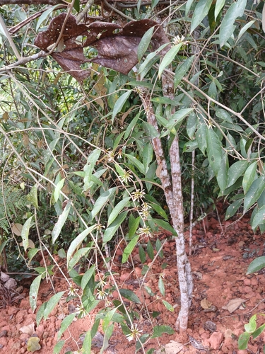 Piptocarpha oblonga observed 2024-09-21