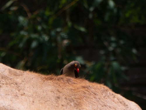 Red-billed Oxpecker