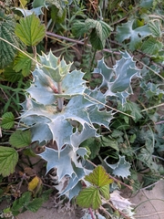 Eryngium maritimum