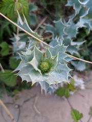 Eryngium maritimum