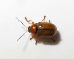 Cryptocephalus pusillus
