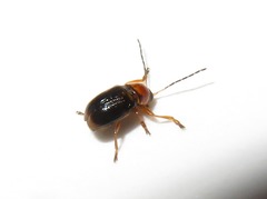 Cryptocephalus pusillus