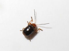 Cryptocephalus pusillus