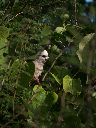 White-headed Mousebird