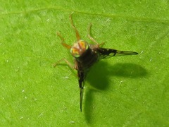 Anomoia purmunda