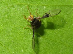 Anomoia purmunda