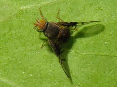 Anomoia purmunda