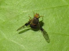 Anomoia purmunda
