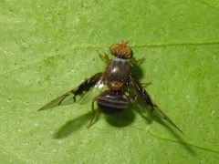Anomoia purmunda