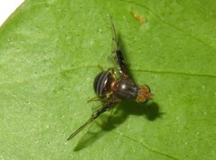 Anomoia purmunda