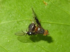 Anomoia purmunda