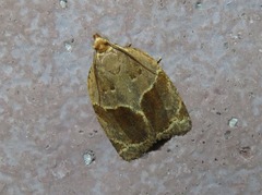 Clepsis dumicolana