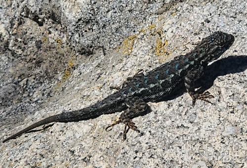 iNaturalist observation photo of Western Fence Lizard