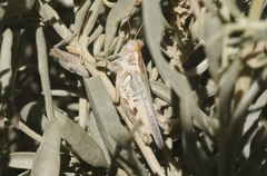 Aeoloplides californicus