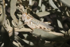 Aeoloplides californicus