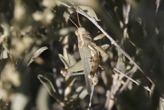 Aeoloplides californicus