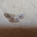 Idaea