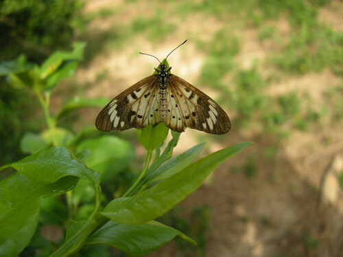 Whitebar Acraea