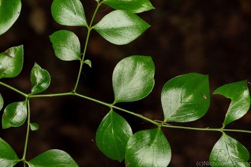 Bush Plum